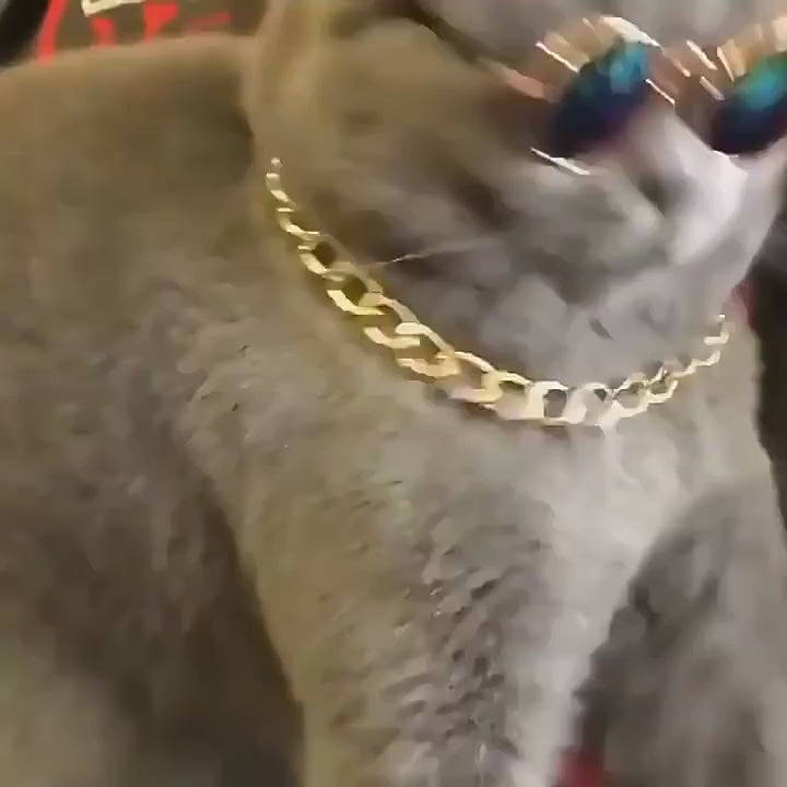 GAFAS PARA MASCOTA